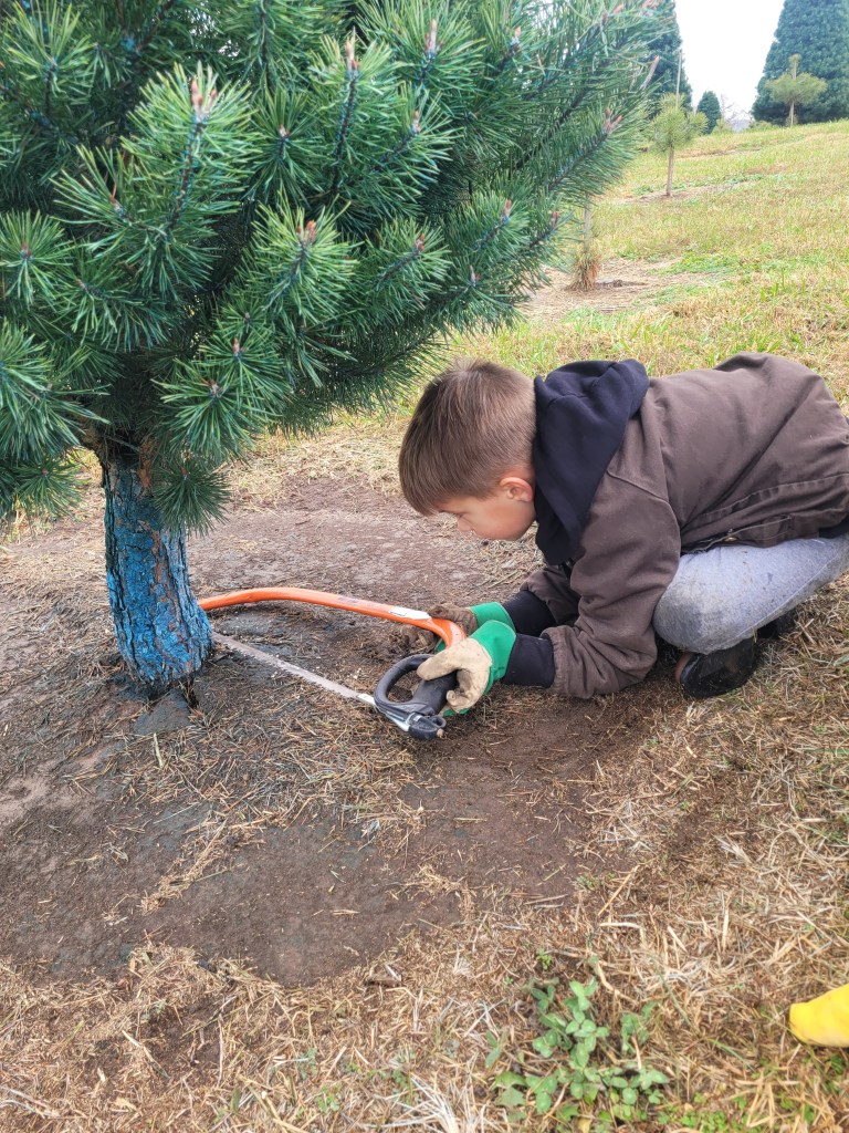 Our tradition of cutting down our Christmas tree